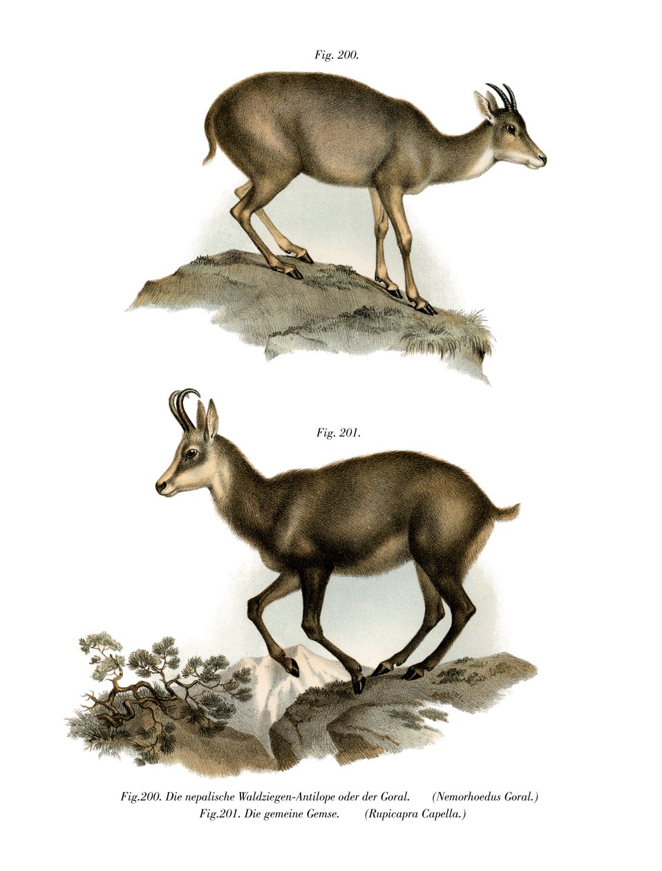 Goral grigio, 1860 da German School