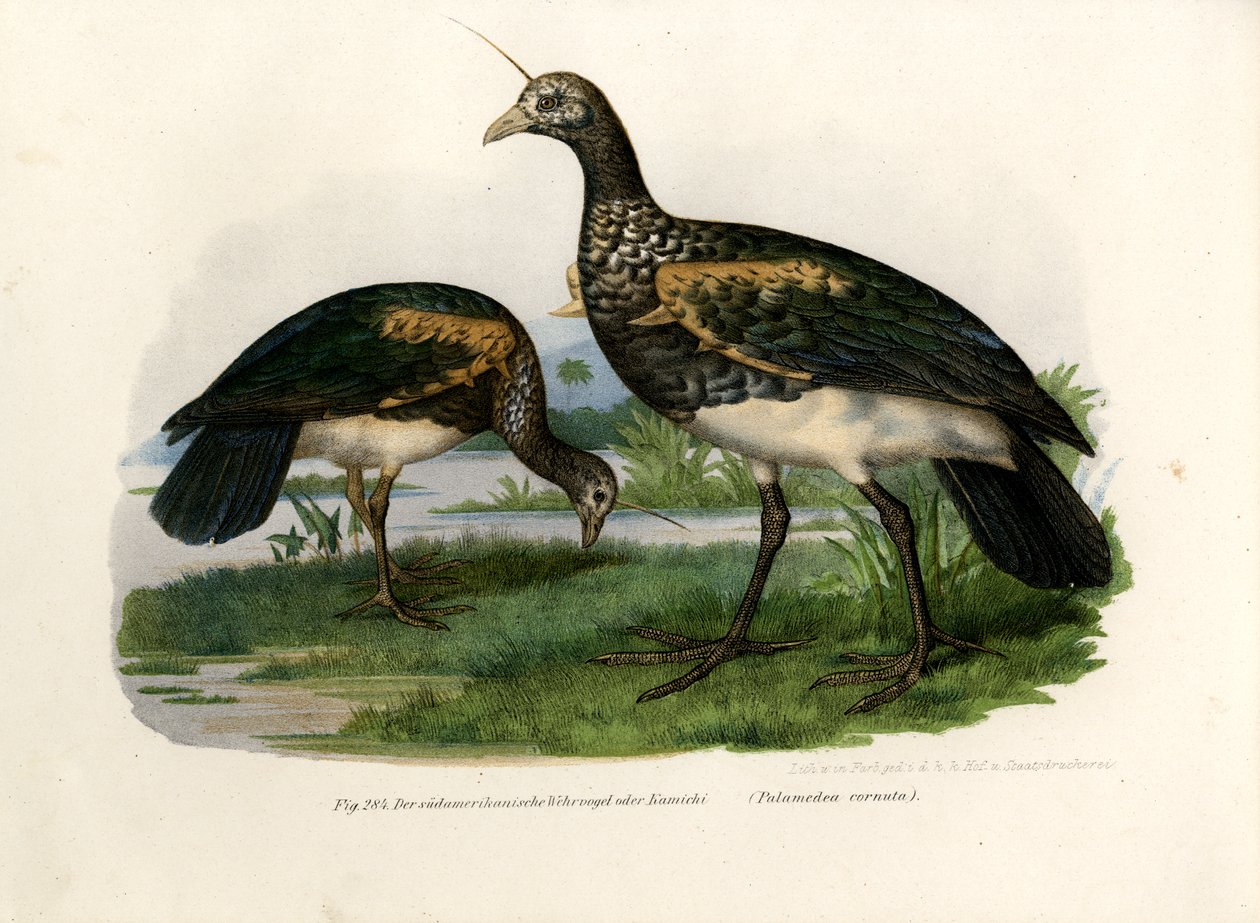 Urlatore Cornuto, 1864 da German School