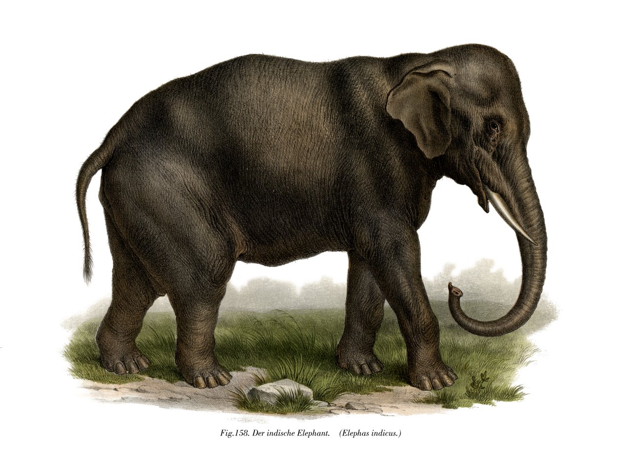 Elefante indiano, 1860 da German School