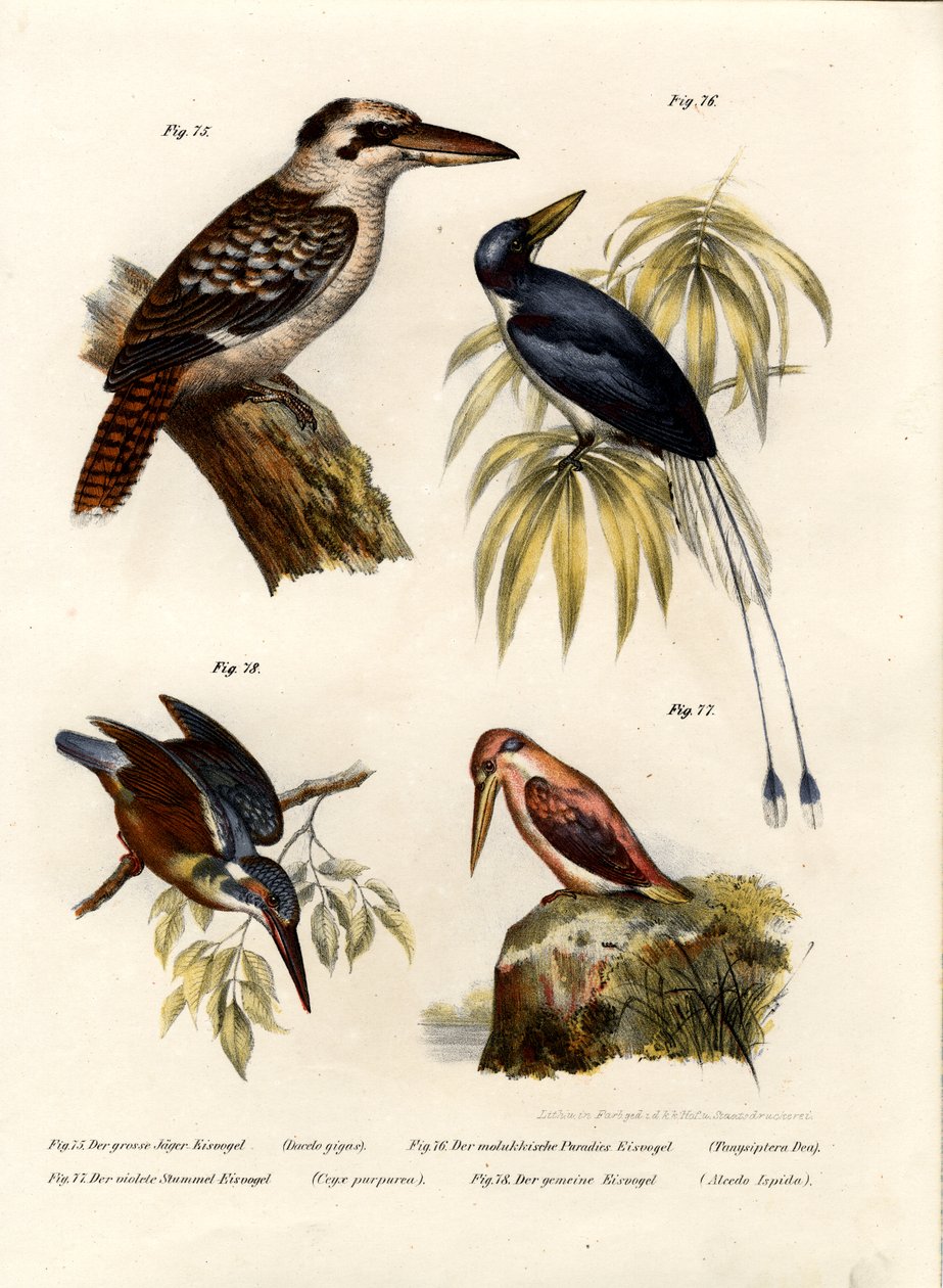 Kookaburra da German School
