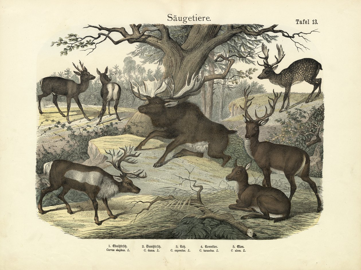 Mammiferi, c.1860 da German School