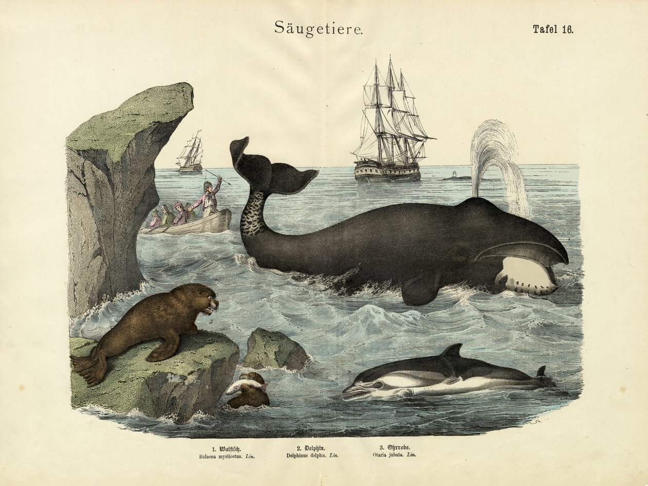 Mammiferi da German School