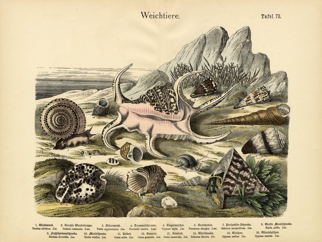 Molluschi da German School
