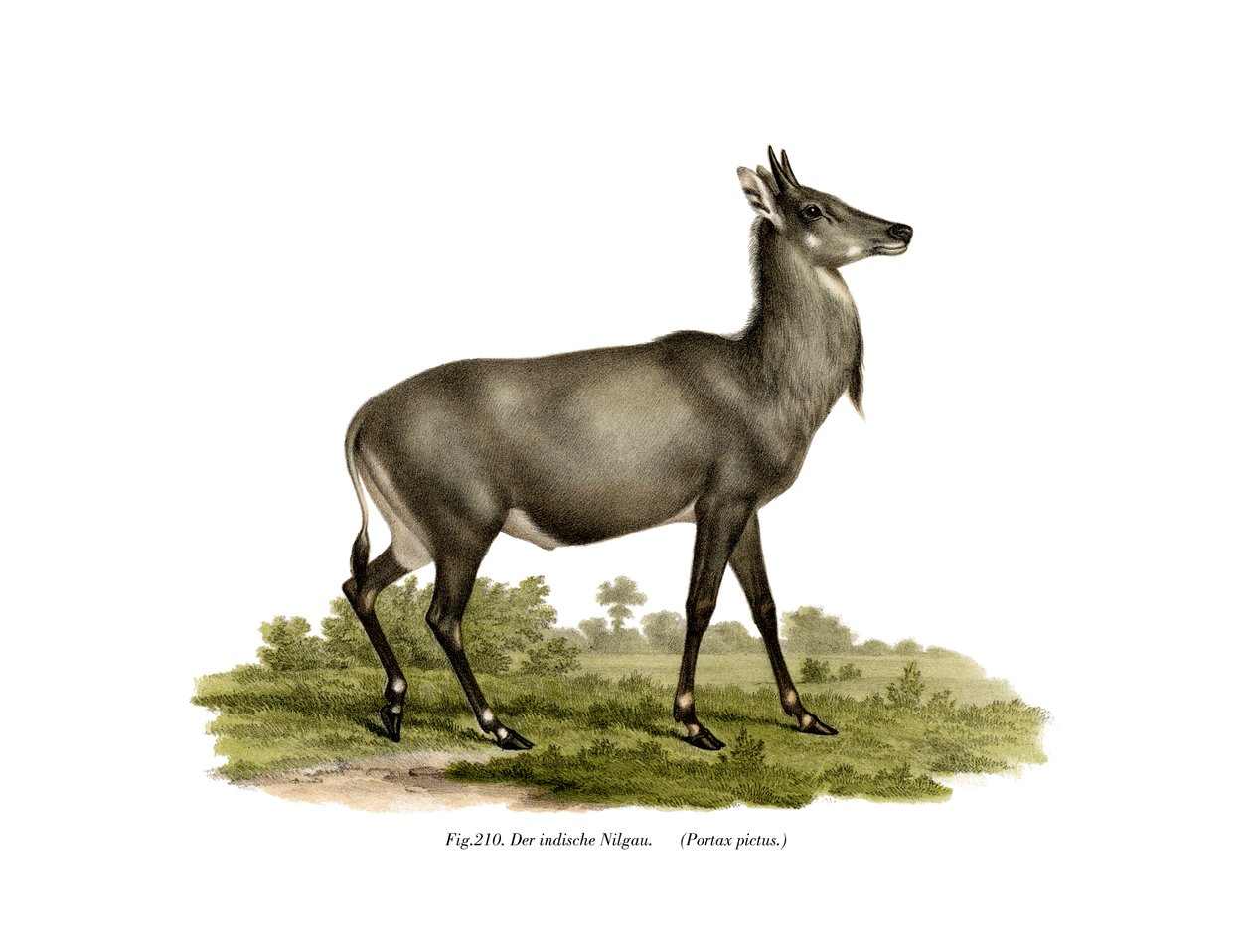 Nilgai da German School