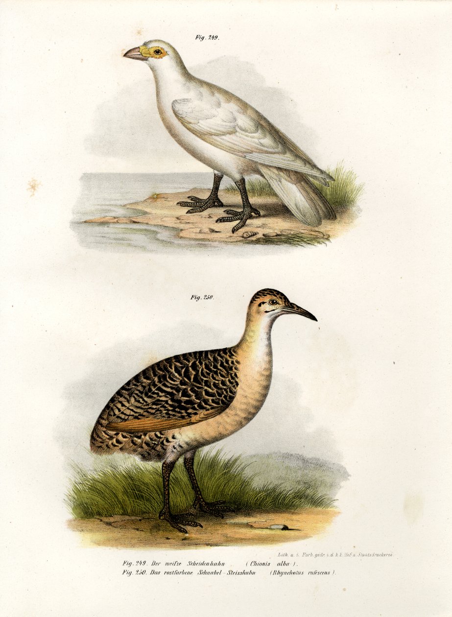 Sheatbill Pallido, 1864 da German School
