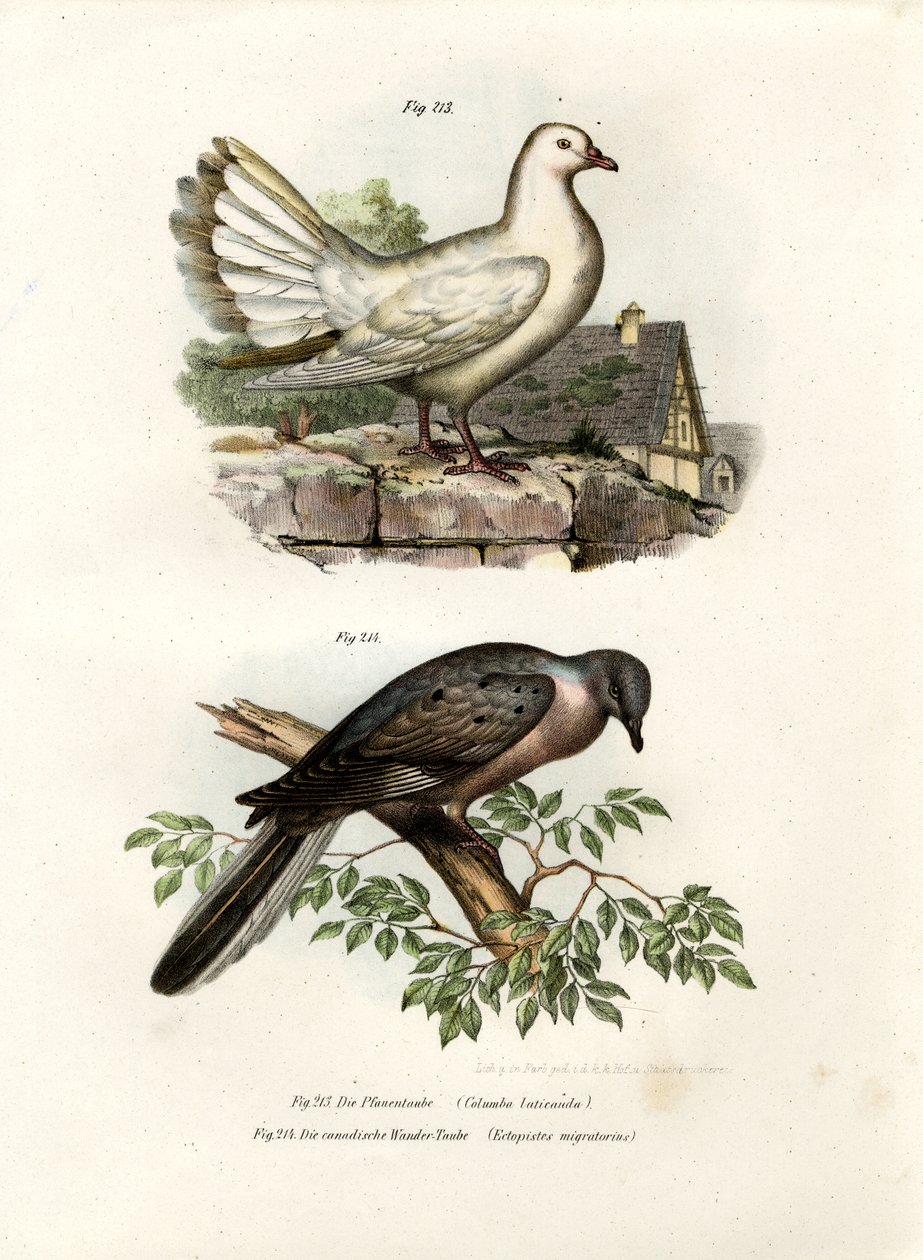 Piccione pavone, 1864 da German School