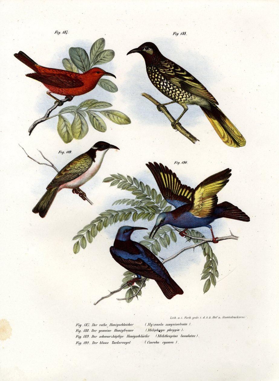 Myzomela scarlatto, 1864 da German School