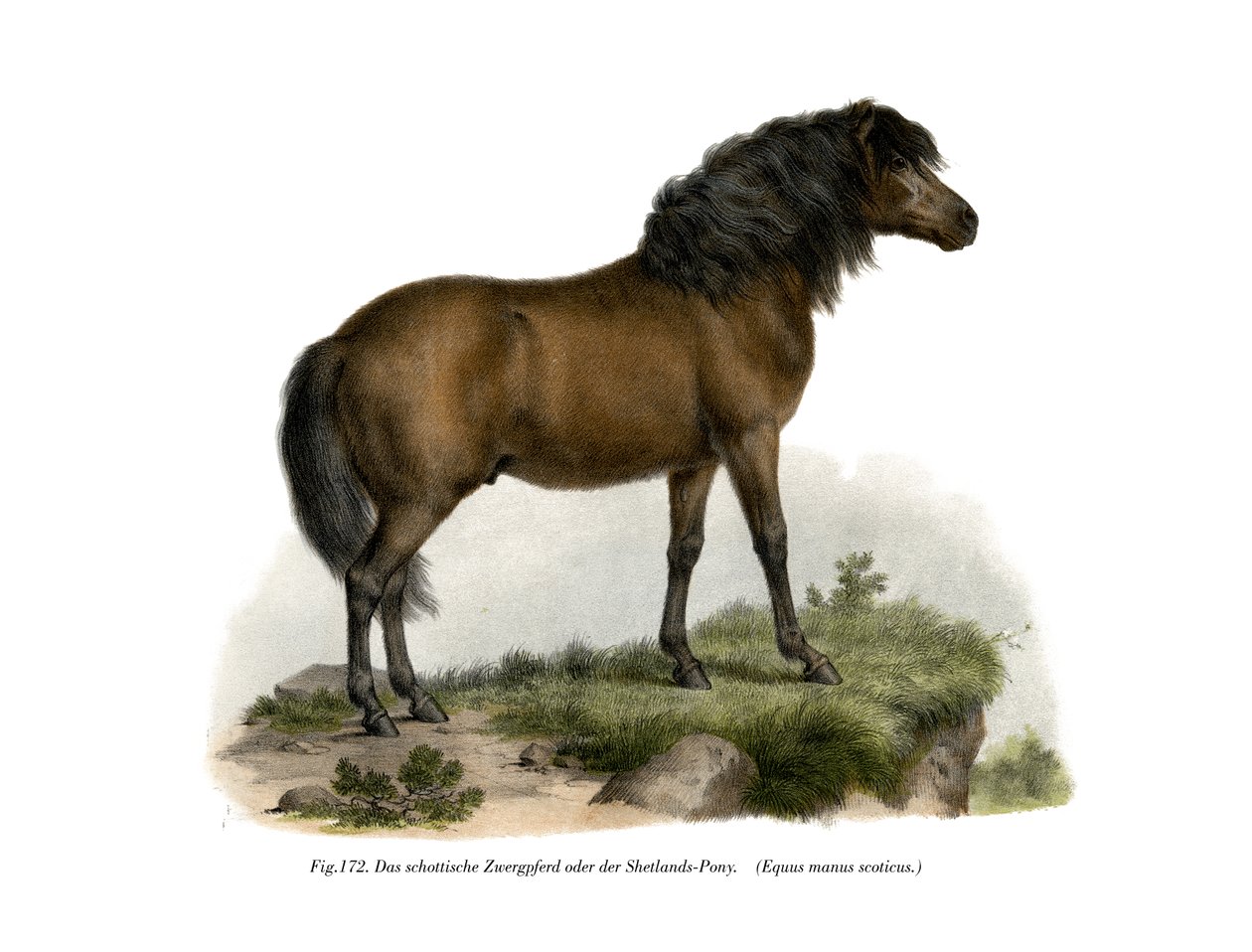 Pony delle Shetland, 1860 da German School
