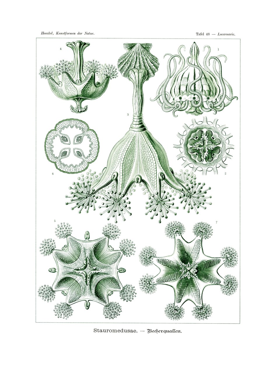 Stauromedusae, 1899-1904 da German School