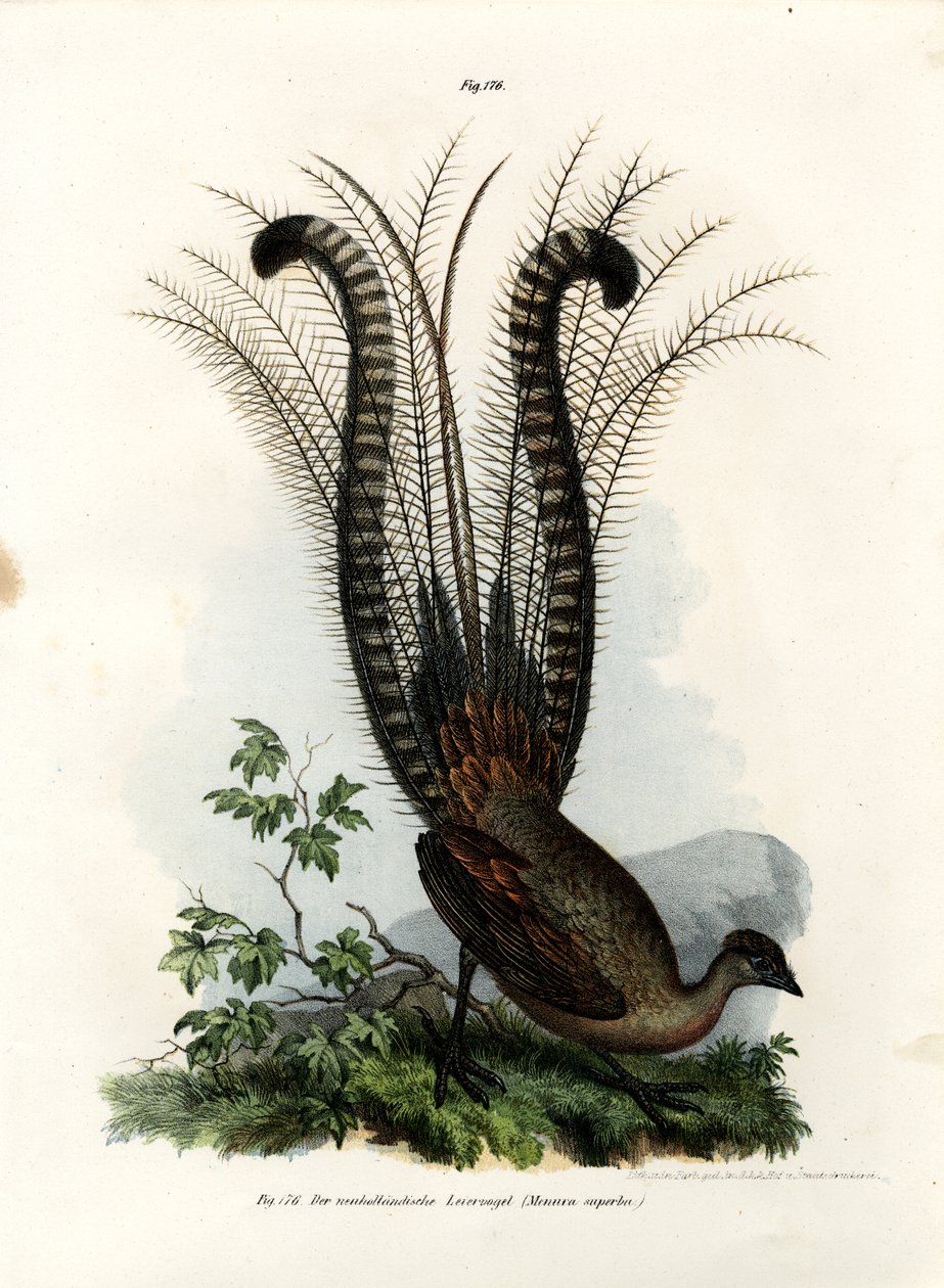 Uccello lira superbo, 1864 da German School