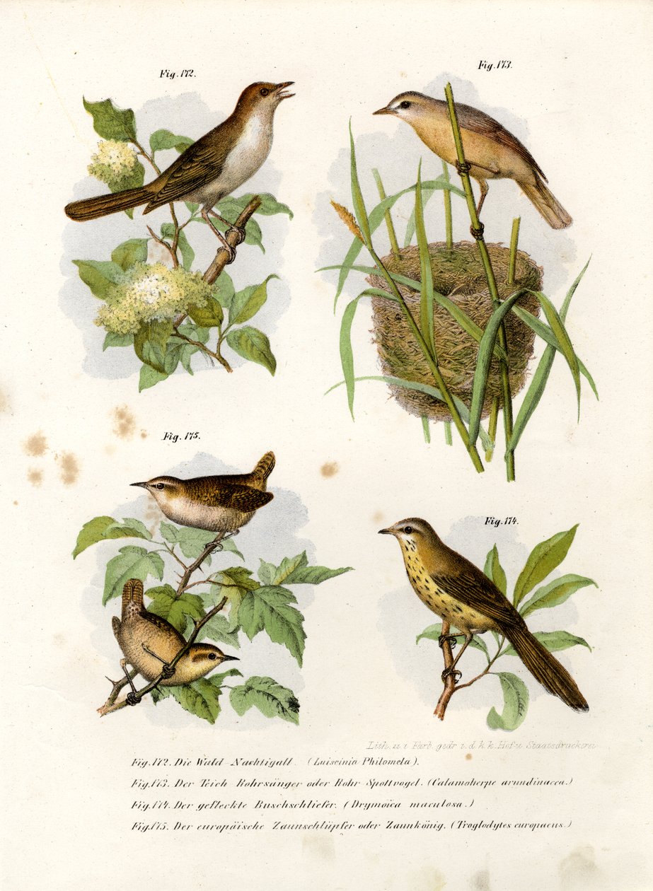Usignolo tordo, 1864 da German School