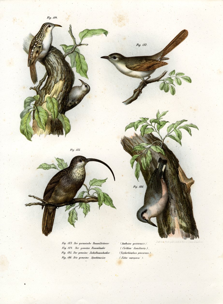 Rampichino, 1864 da German School