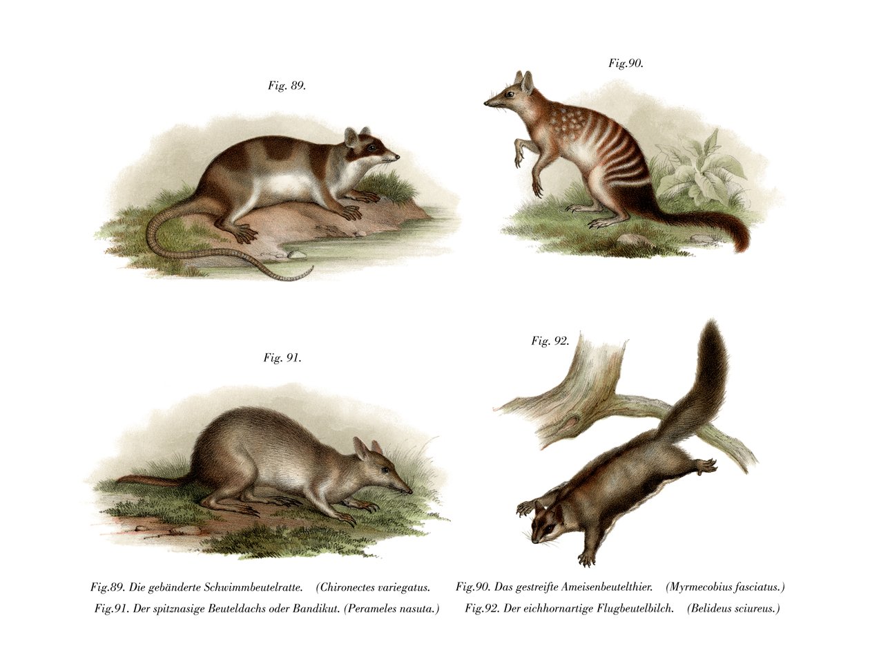 Opossum d