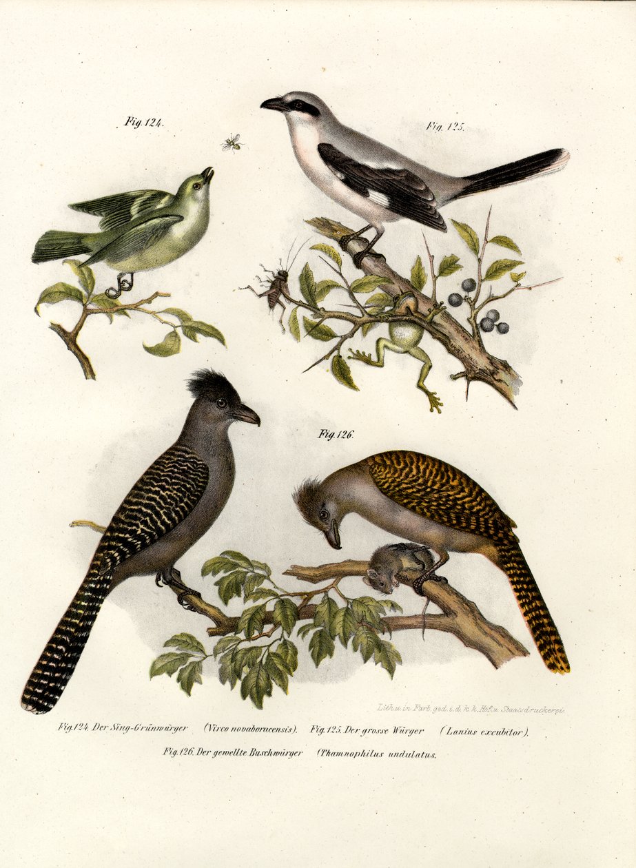 Vireo dagli occhi bianchi, 1864 da German School