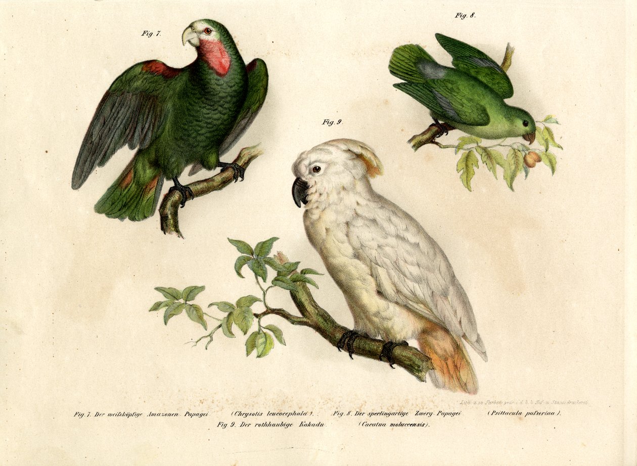 Pappagallo Testabianca, 1864 da German School