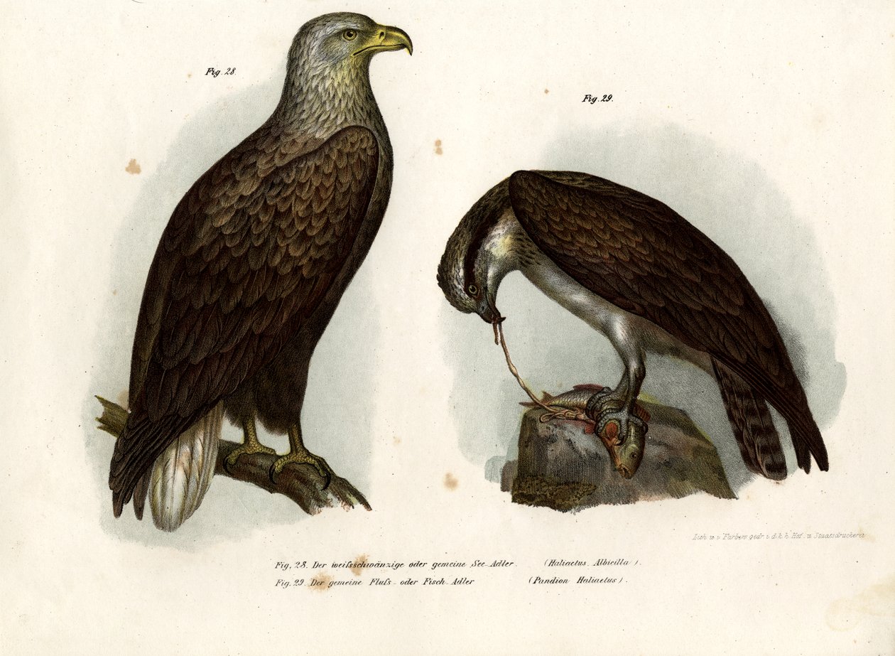 Aquila di mare da German School