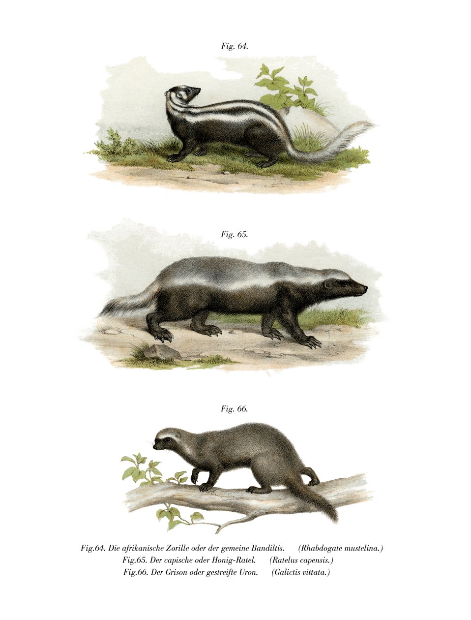 Zorilla, 1860 da German School