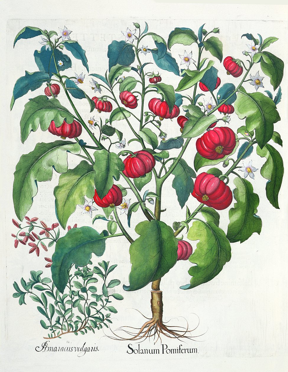Solanum Pomiferum e Amaracus vulgaris, dal Hortus Eystettensis di Basil Besler, pub. 1613 da German School