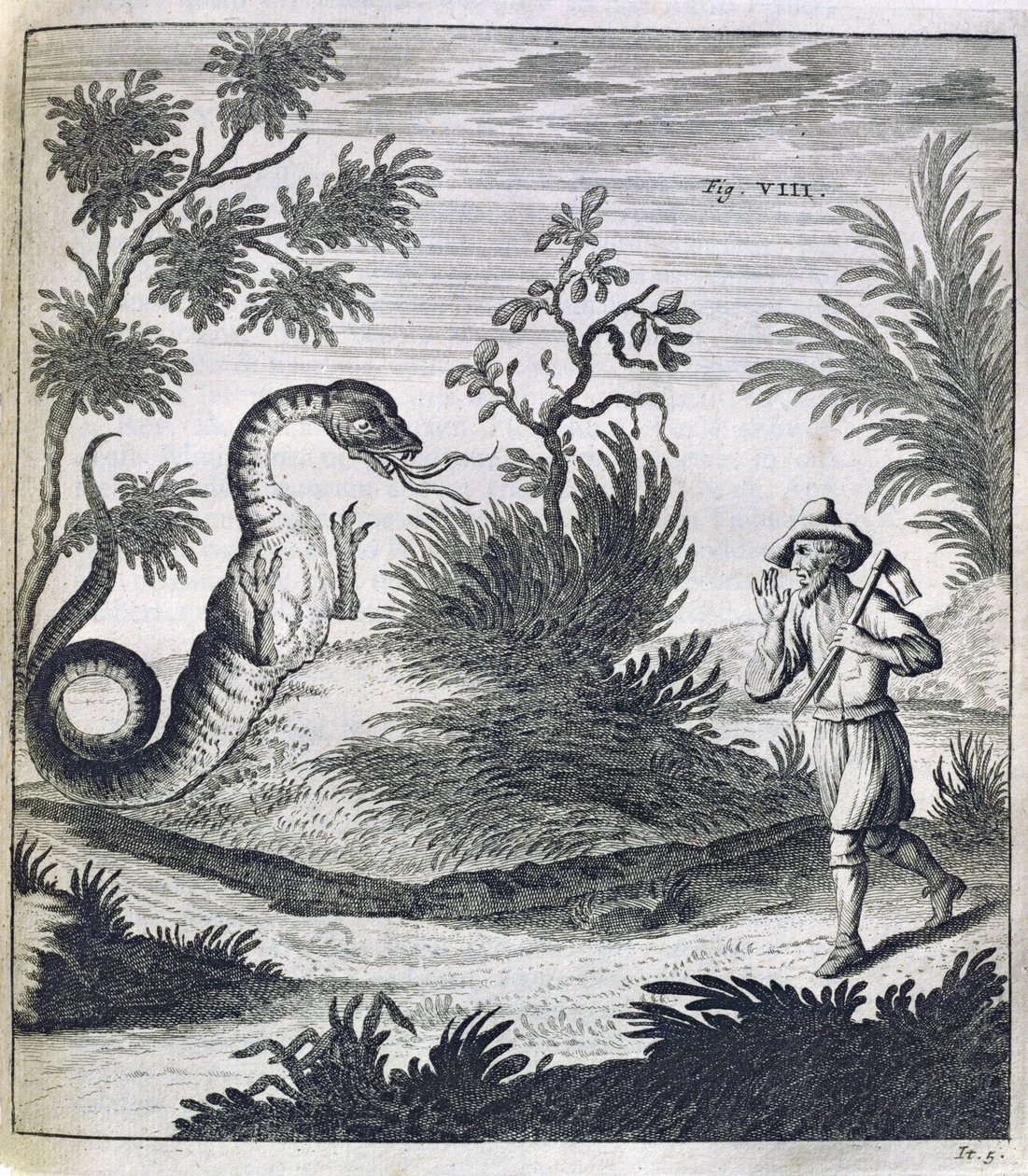 Un drago spaventoso, c.1660 da German School