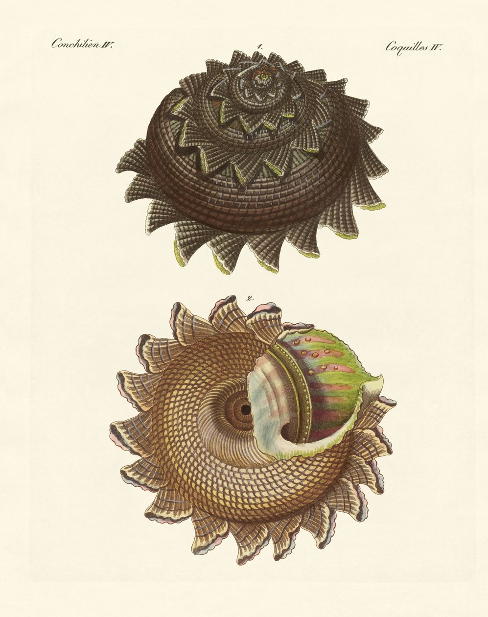 Una rara conchiglia di mollusco del Mar del Sud