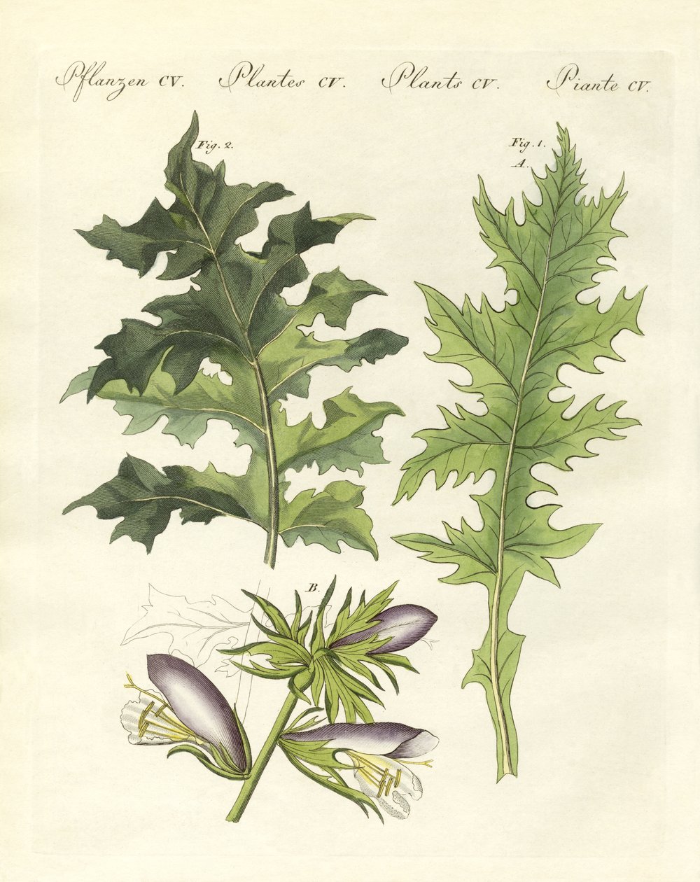 Piante di acanto da German School