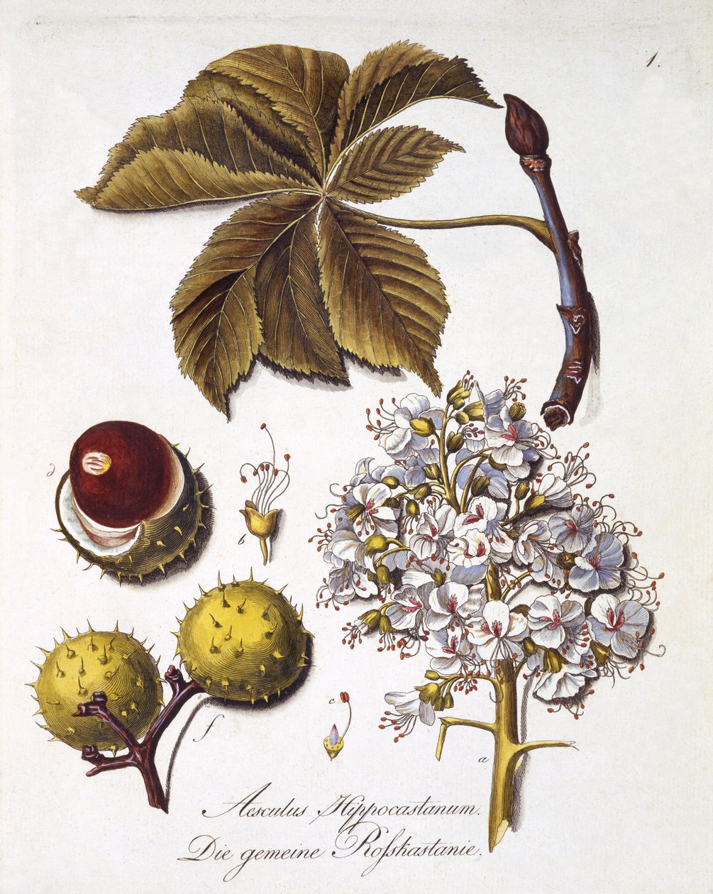 Aesculus Hippocastanum, da 