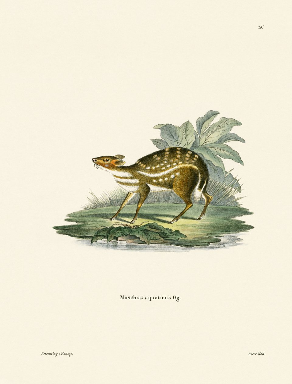 Chevrotain africano da German School