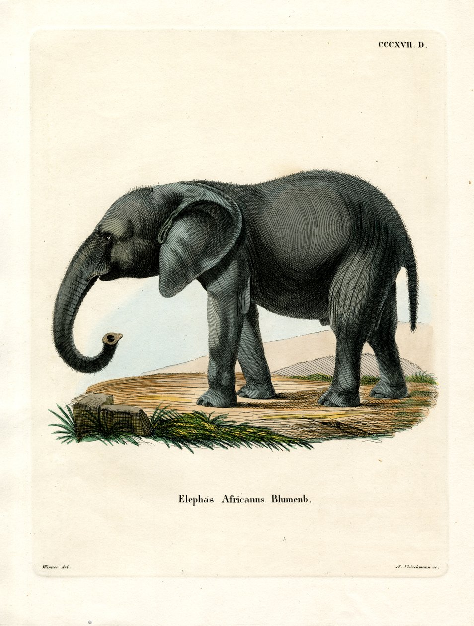 Elefante africano da German School
