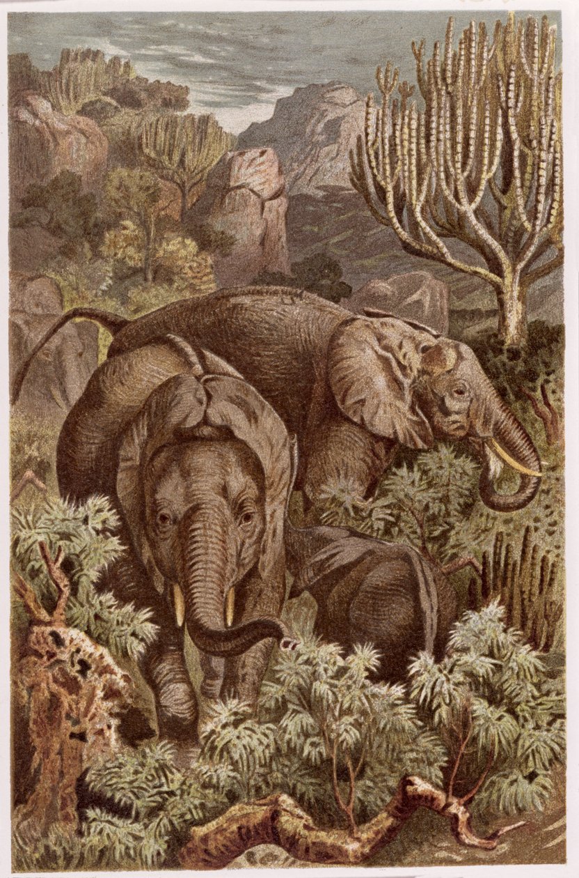 Elefante africano, tavola da Brehms Tierleben: Allgemeine Kunde des Tierreichs, vol.3, p.9, pubblicato da Bibliographisches Institut da German School