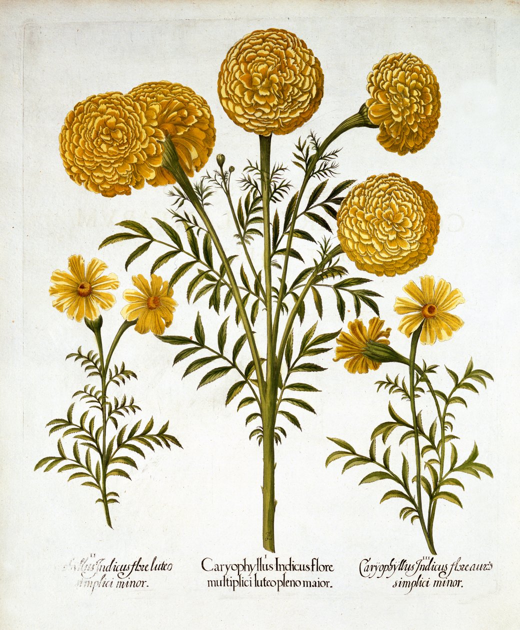 Tagete africano e tagete francese, da Hortus Eystettensis, di Basil Besler, pub. 1613 da German School