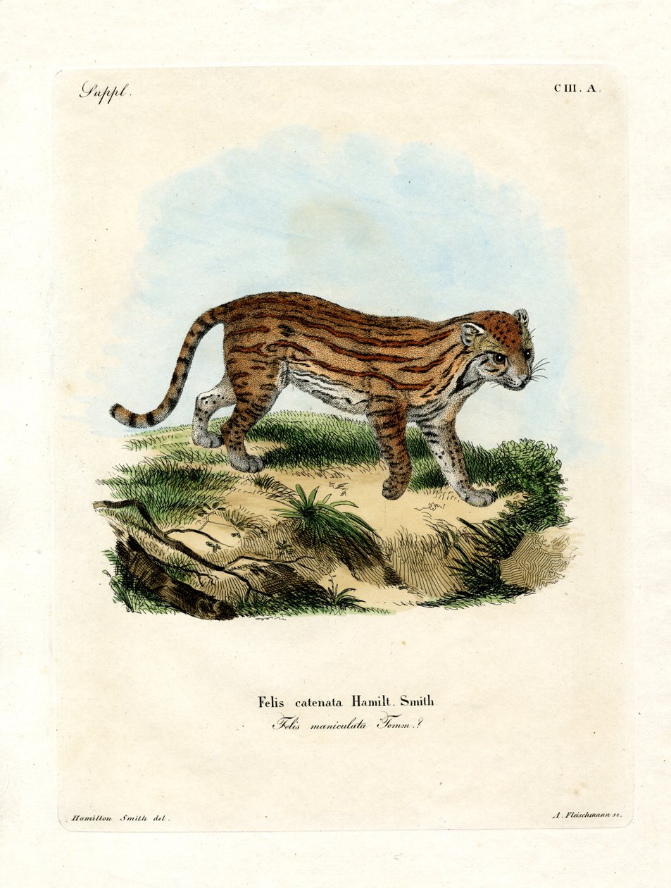 Gatto selvatico africano da German School