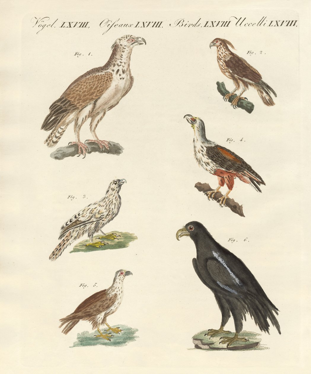 Uccelli africani da German School