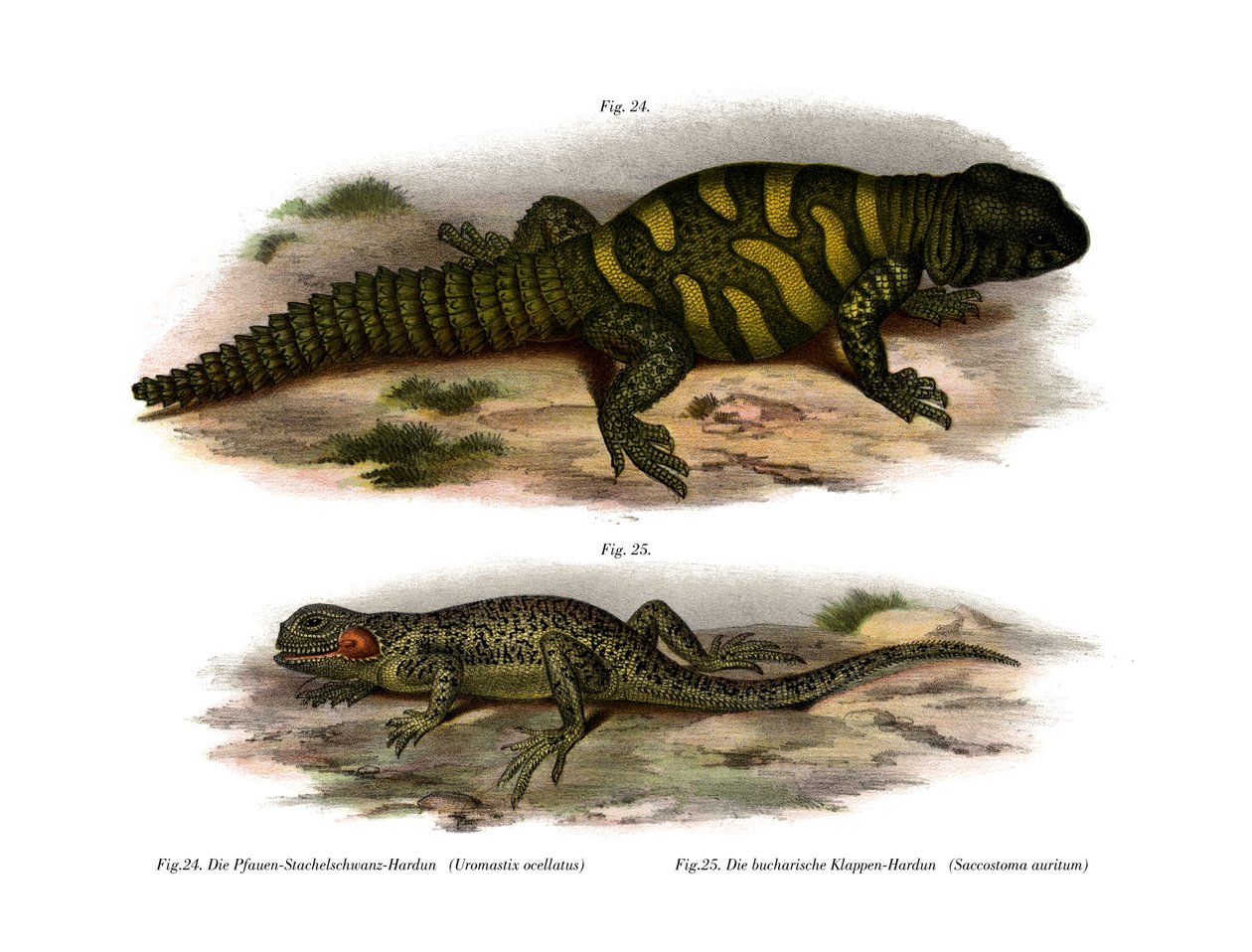 Agama da German School