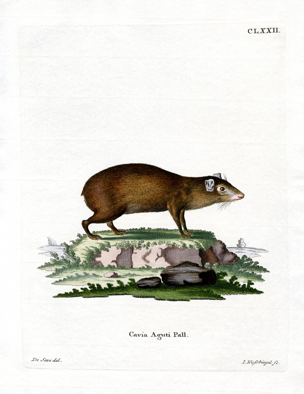 Agouti da German School
