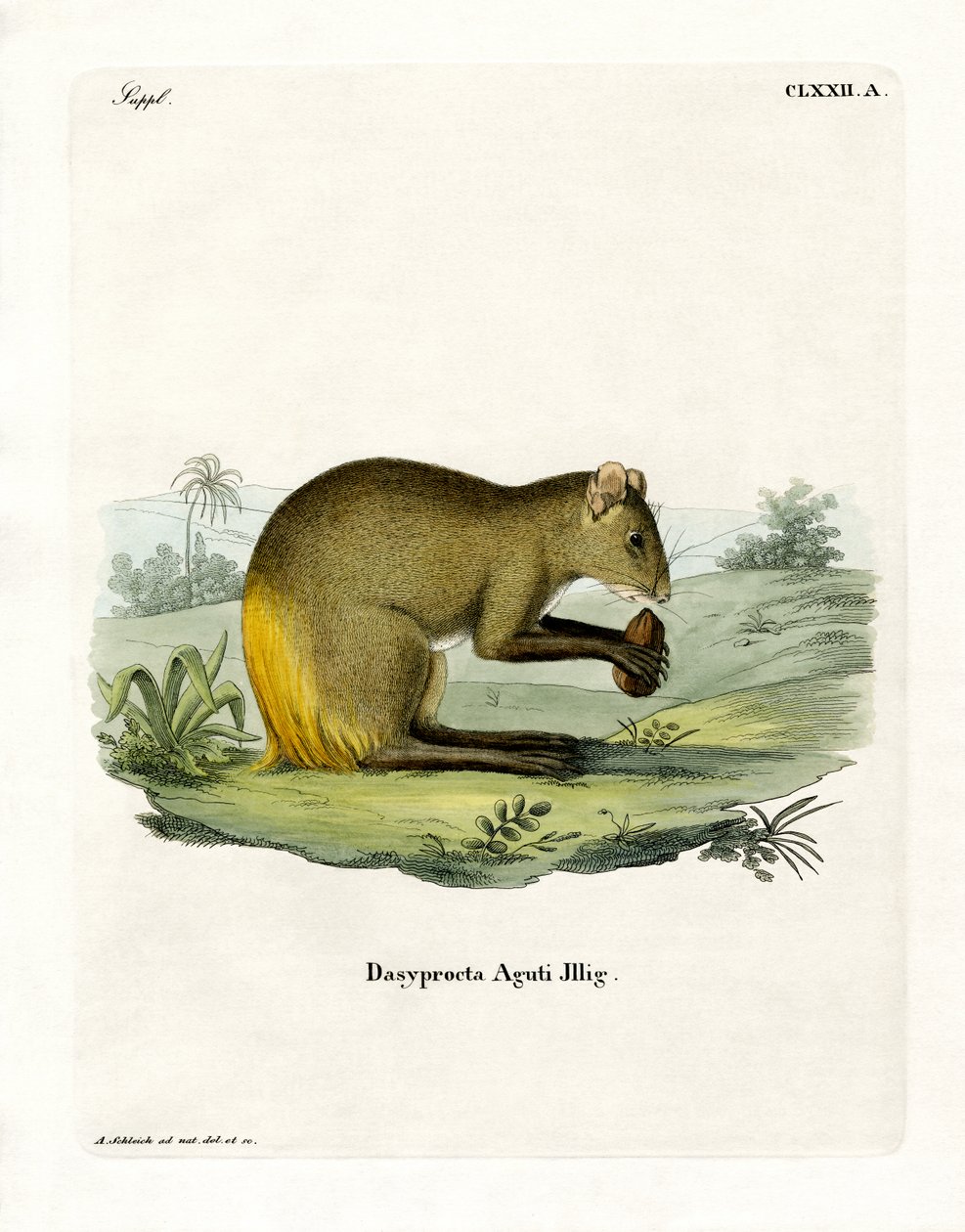 Agouti da German School