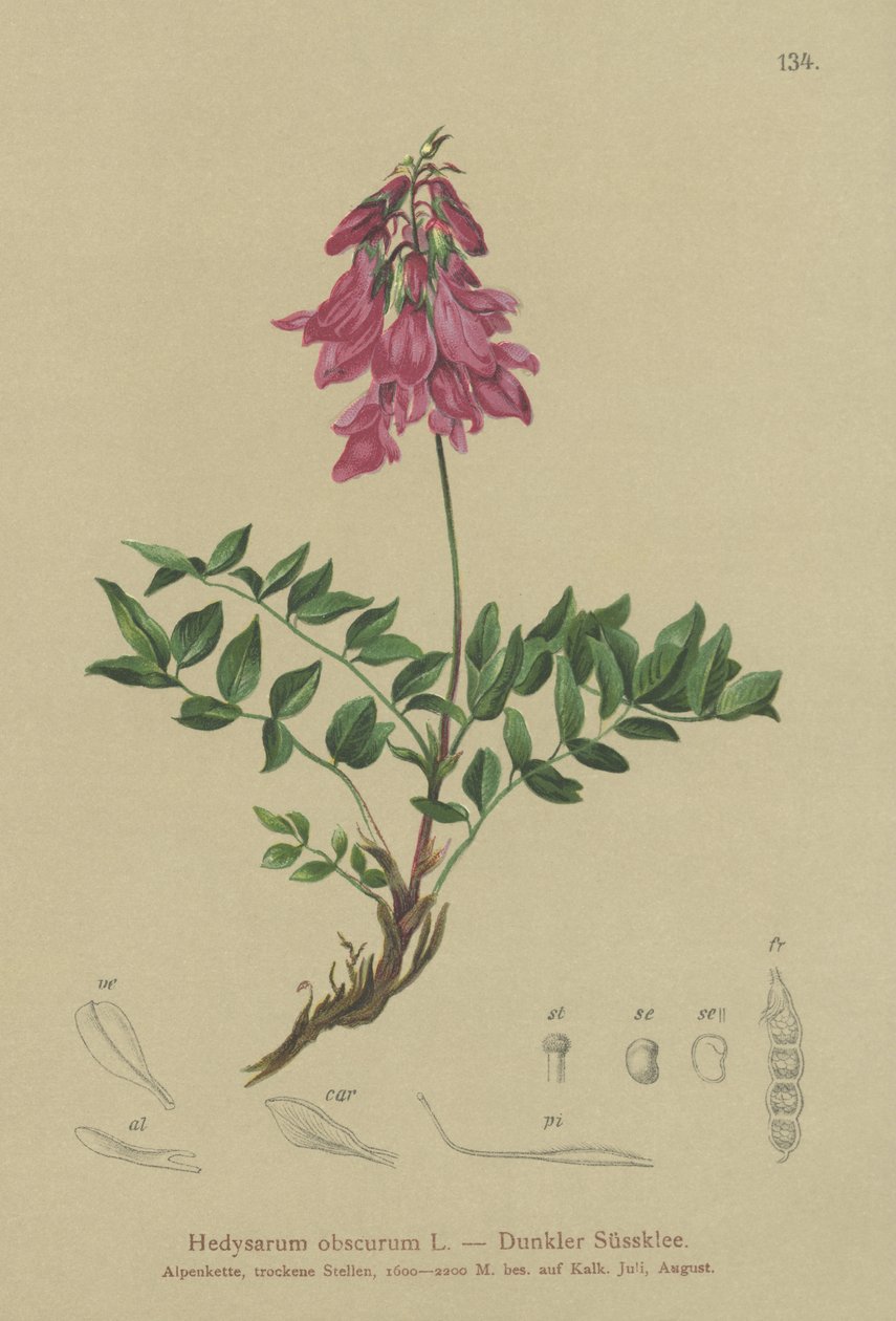 Alpino (Hedysarum obscurum, Hedysarum hedysaroides) da German School