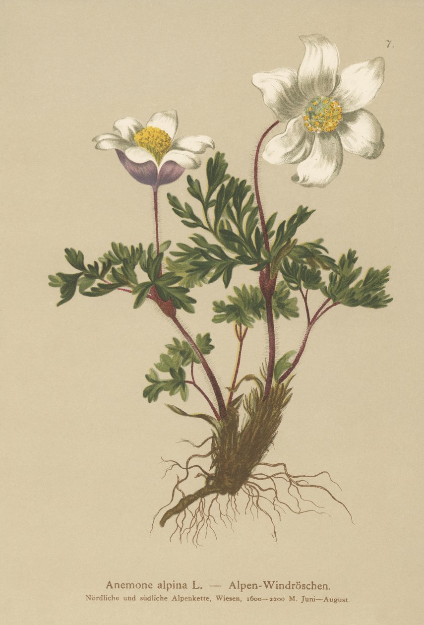 Anemone alpina (Anemone alpina, Pulsatilla alpina) da German School
