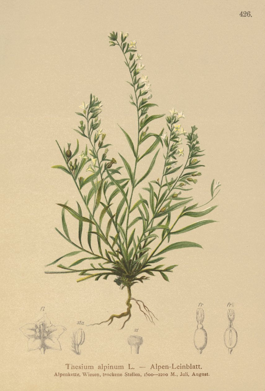 Thesium alpinum da German School