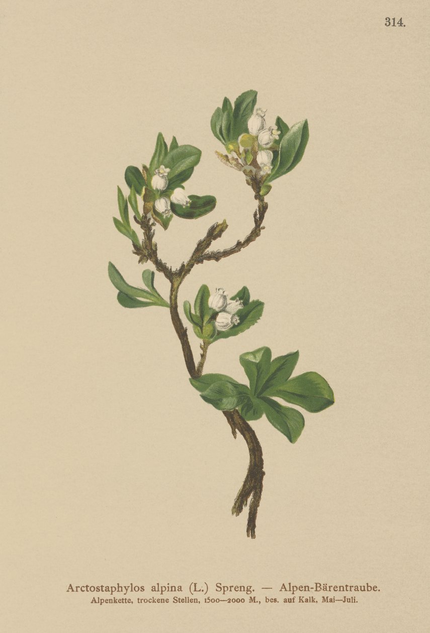Uva ursina alpina (Arctostaphylos alpina, Arctostaphylos alpinus) da German School