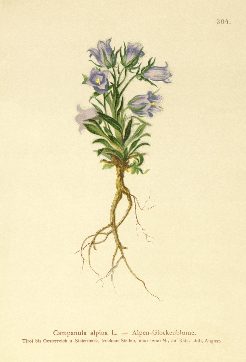Campanula alpina (Campanula alpina) da German School