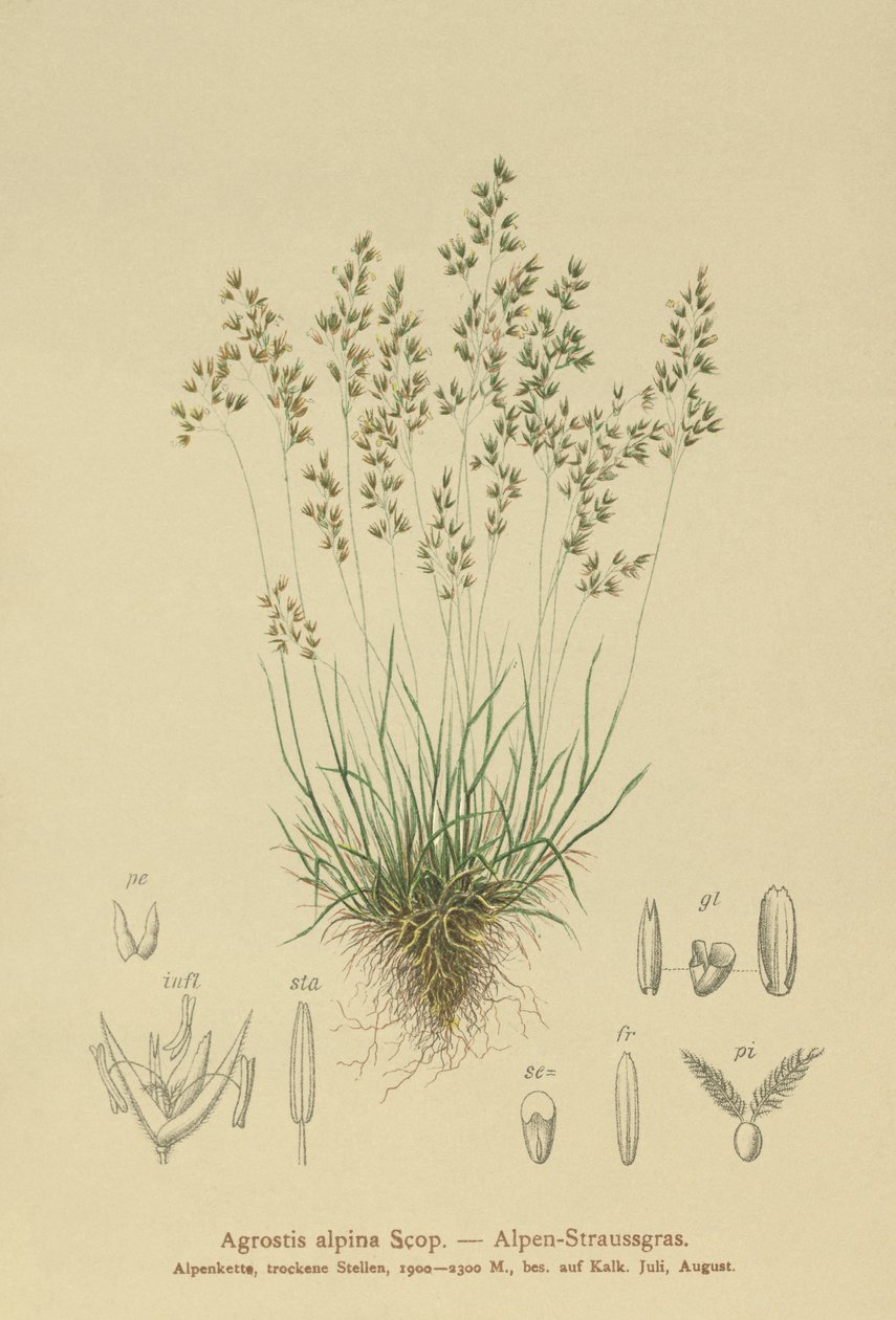 Agrostis alpina da German School