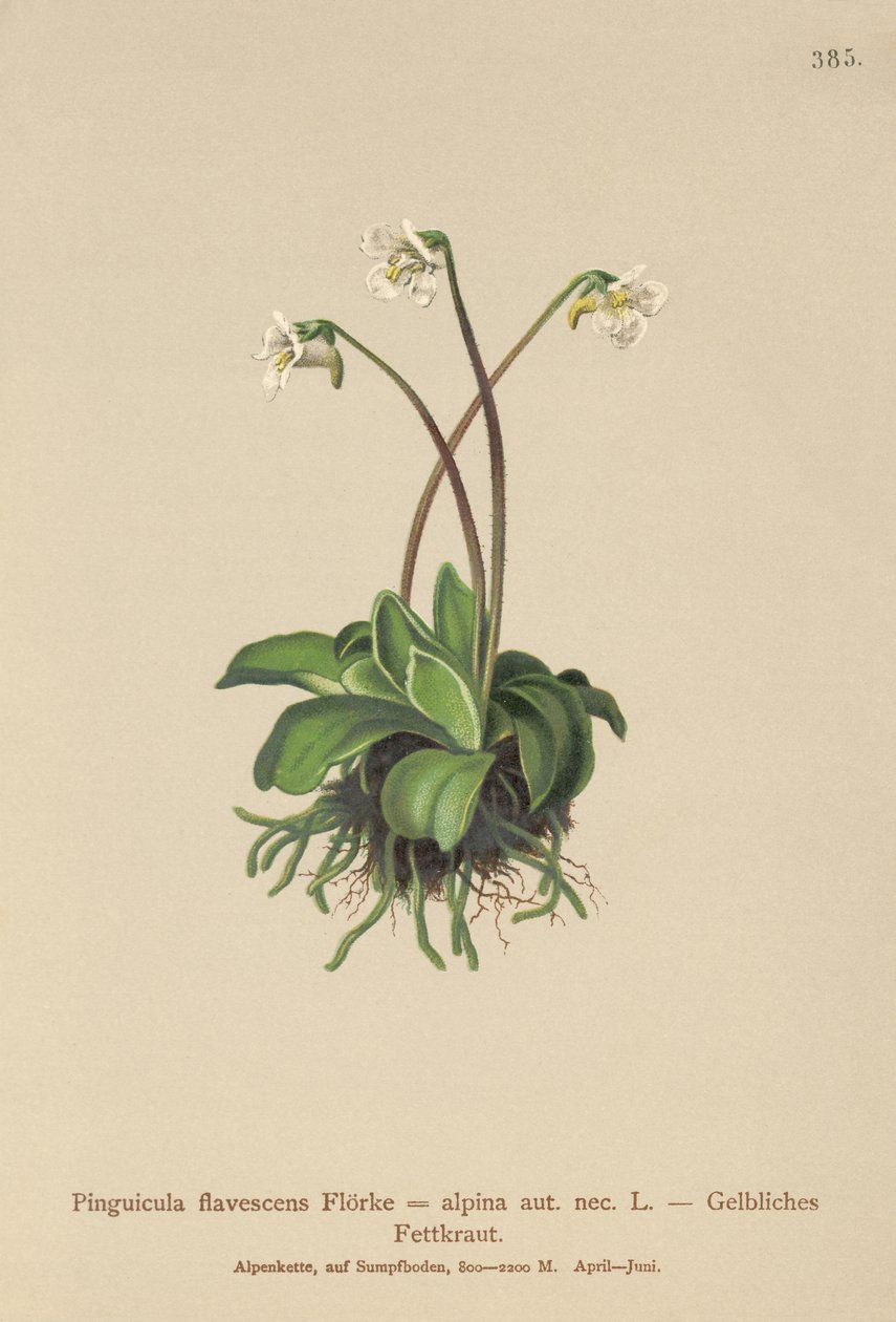 Pinguicola alpina (Pinguicula flavescens, Pinguicula alpina) da German School