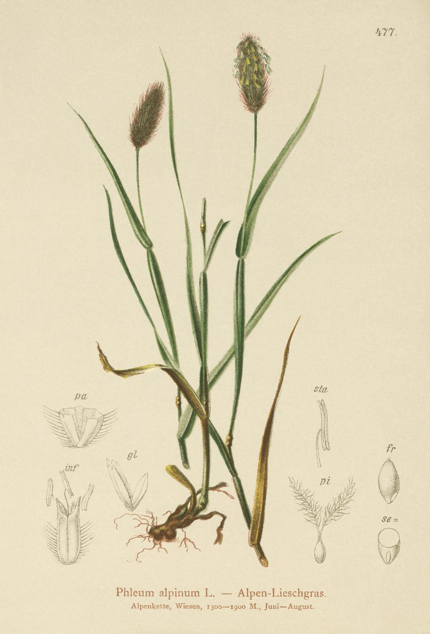 Phleum alpinum da German School