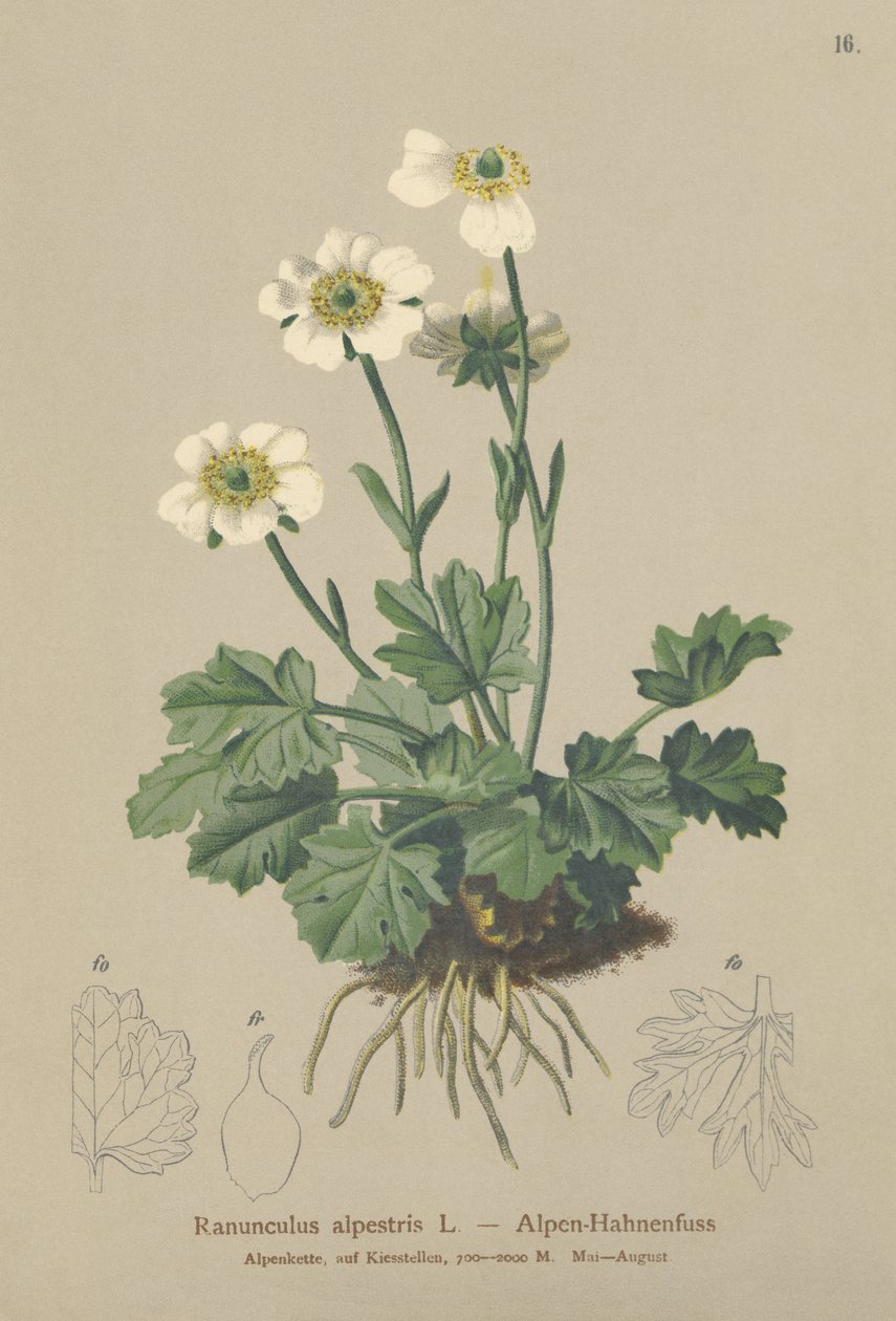 Ranuncolo alpino (Ranunculus alpestris) da German School