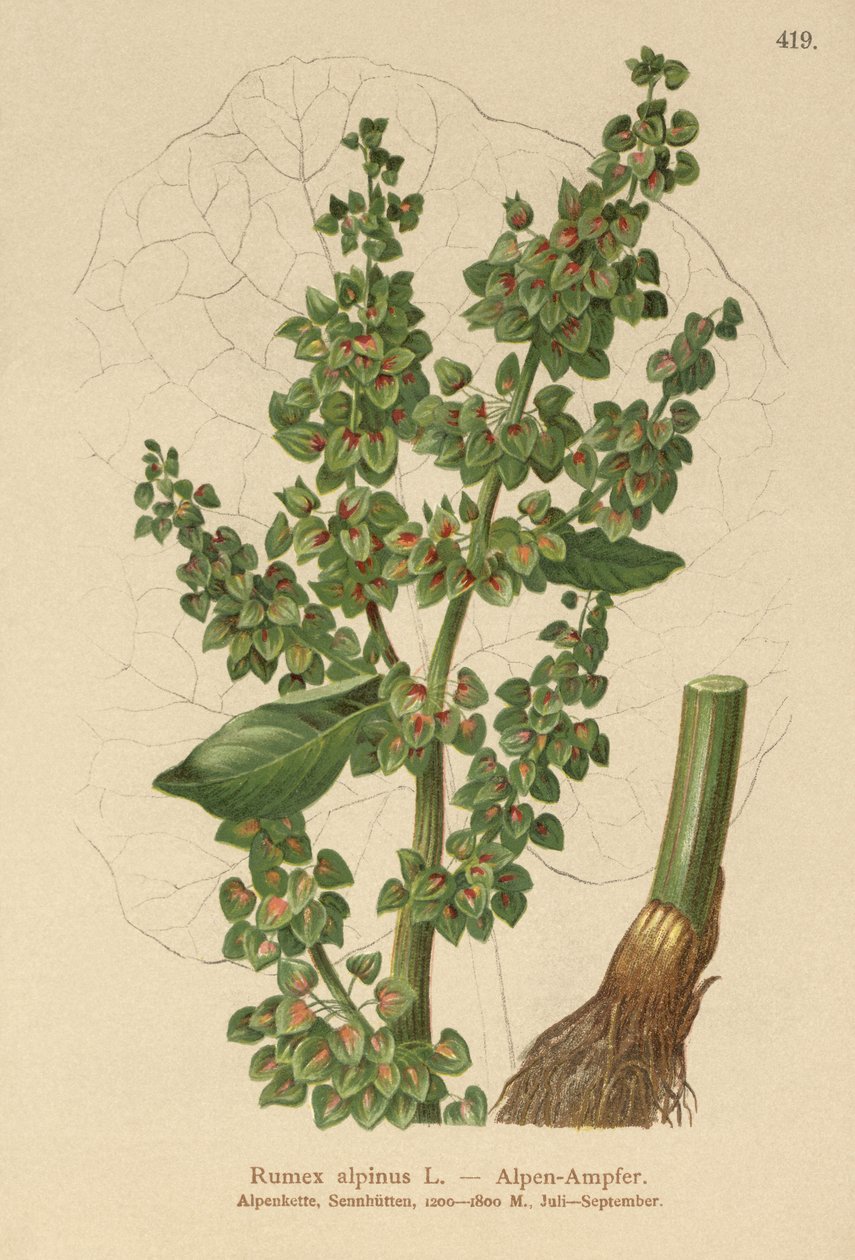 Rumex alpinus da German School