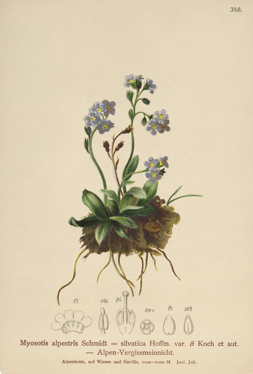 Non-ti-scordar-di-me alpino (Myosotis alpestris, Myosotis silvatica) da German School