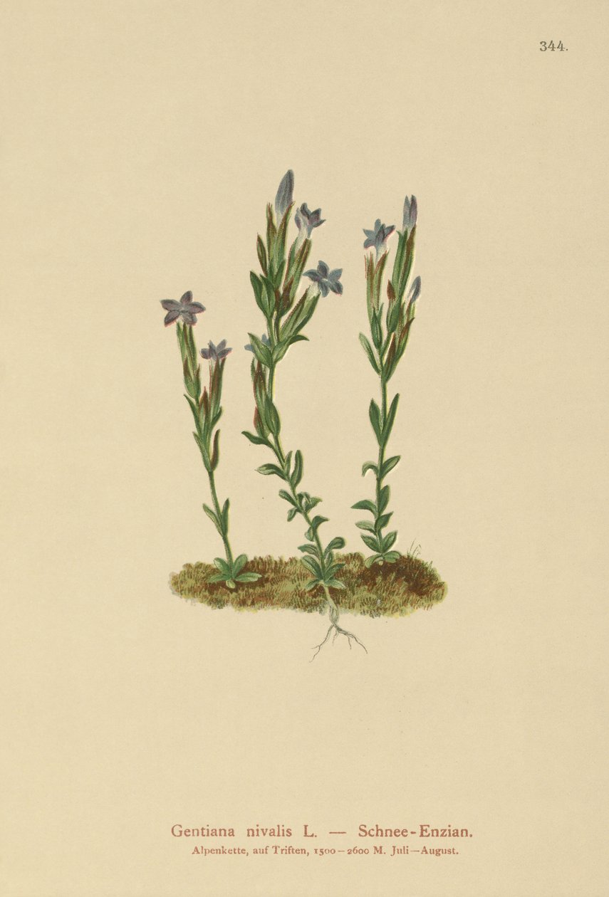 Genziana alpina (Gentiana nivalis) da German School