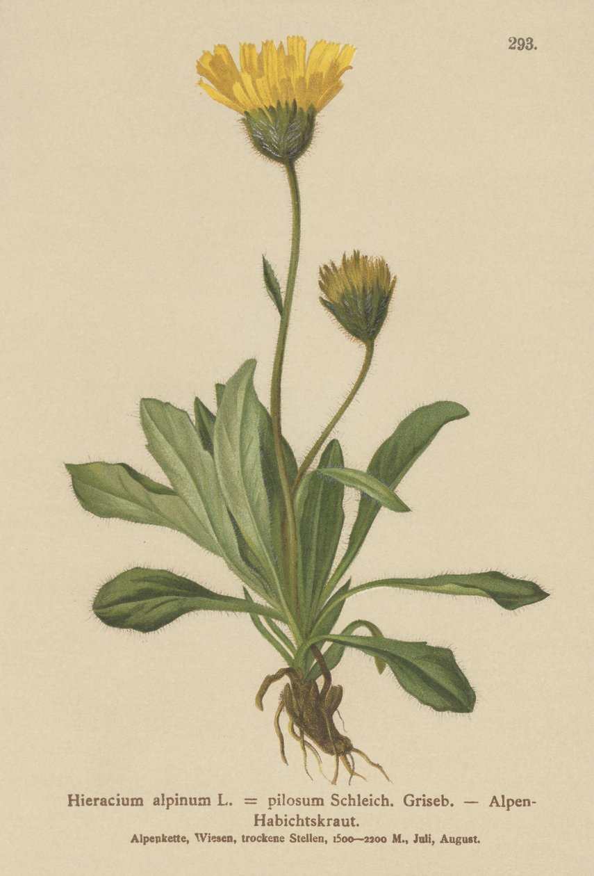 Hieracium alpino (Hieracium alpinum, Hieracium alpenum, Hieracium pilosum) da German School