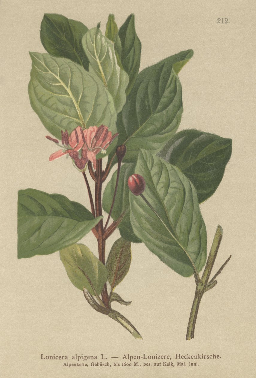 Caprifoglio alpino (Lonicera alpigena) da German School
