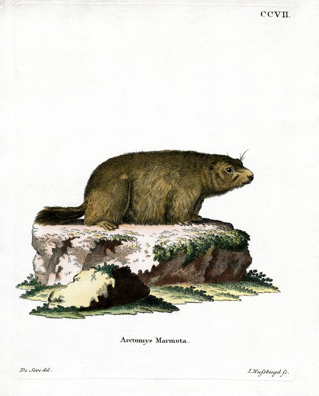 Marmotta alpina da German School
